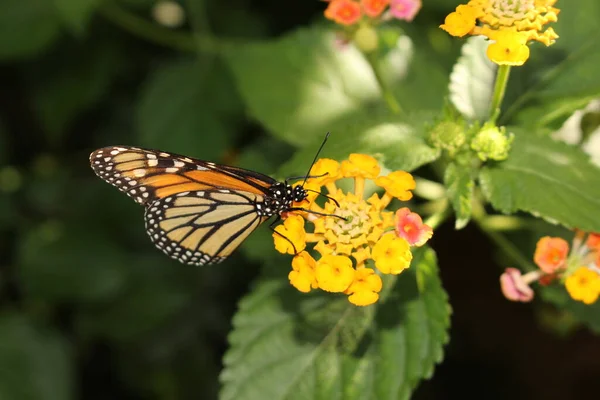 Arancione Bianco Nero Monarch Butterfly Innsbruck Austria Suo Nome Scientifico — Foto Stock