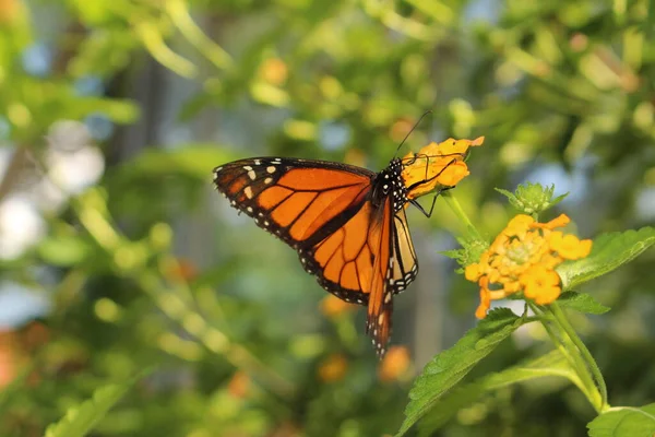 Papillon Monarque Orange Noir Blanc Innsbruck Autriche Son Nom Scientifique — Photo
