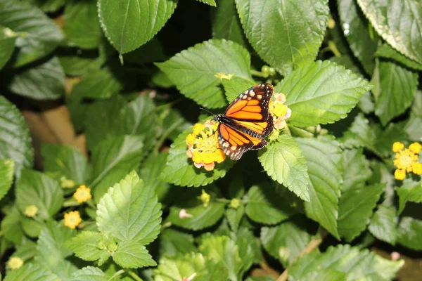 Оранжево Черно Белый Monarch Band Fly Австрийском Остенде Научное Название — стоковое фото