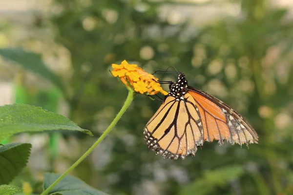 Arancione Bianco Nero Monarch Butterfly Innsbruck Austria Suo Nome Scientifico — Foto Stock