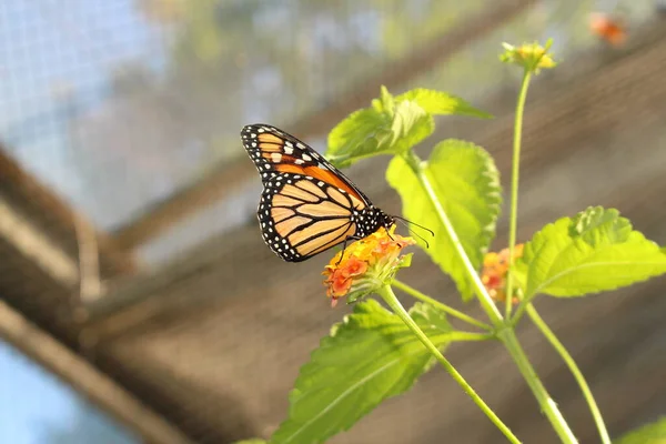 Arancione Bianco Nero Monarch Butterfly Innsbruck Austria Suo Nome Scientifico — Foto Stock