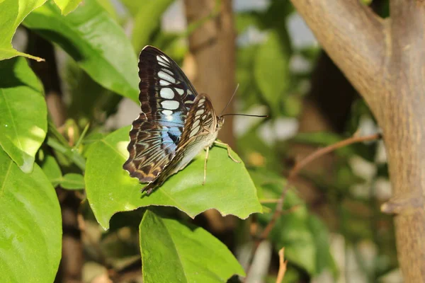 Blue Clipper Butterfly Innsbruck Áustria Seu Nome Científico Parthenos Sylvia — Fotografia de Stock