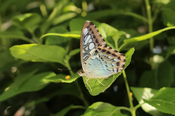 Azul Clipper Butterfly Innsbruck Austria Nombre Científico Parthenos Sylvia Nativo — Foto de Stock