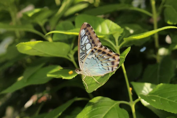 Niebieski Clipper Butterfly Innsbrucku Austria Jego Naukowe Imię Parthenos Sylvia — Zdjęcie stockowe