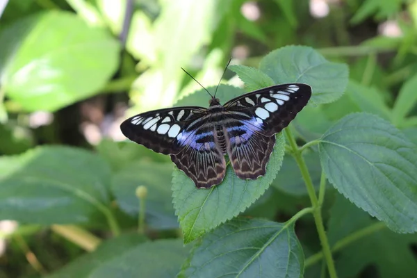 オーストリア インスブルックの青の クリッパー蝶 学名はParthenos Sylviaで 東南アジア原産です — ストック写真