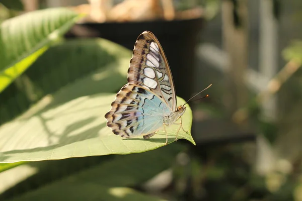 Blue Clipper Butterfly Innsbruck Austria Its Scientific Name Parthenos Sylvia — Stock Photo, Image