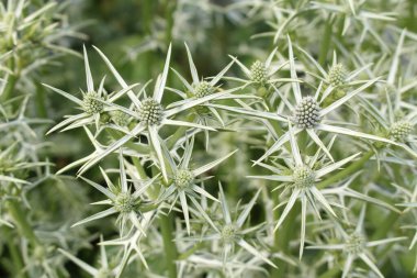 Avusturya 'nın Innsbruck şehrinde yeşil ve dikenli 
