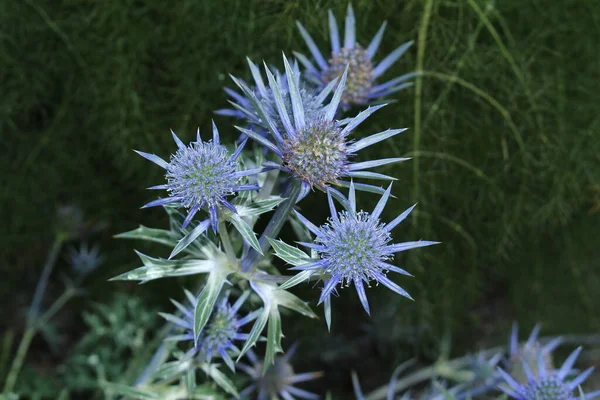 Modrá Rostlina Mediterranean Sea Holly Innsbrucku Rakousko Jeho Vědecké Jméno — Stock fotografie
