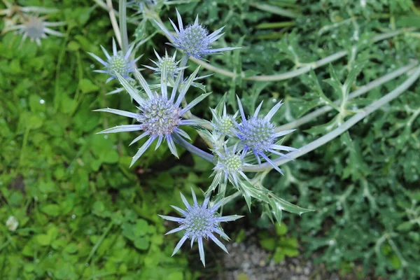 Planta Azul Mediterranean Sea Holly Innsbruck Áustria Seu Nome Científico — Fotografia de Stock