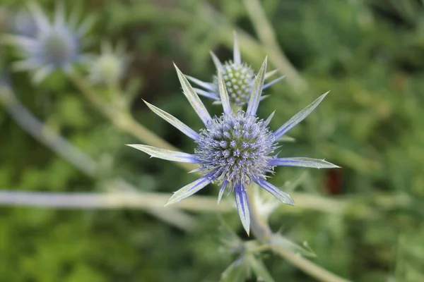 Blauwe Mediterranean Sea Holly Fabriek Innsbruck Oostenrijk Wetenschappelijke Naam Eryngium — Stockfoto