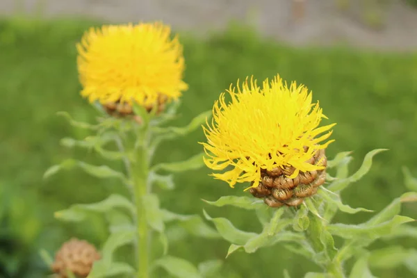 Sárga Óriás Knapweed Virág Vagy Örmény Kosárvirág Innsbruckban Ausztriában Tudományos — Stock Fotó