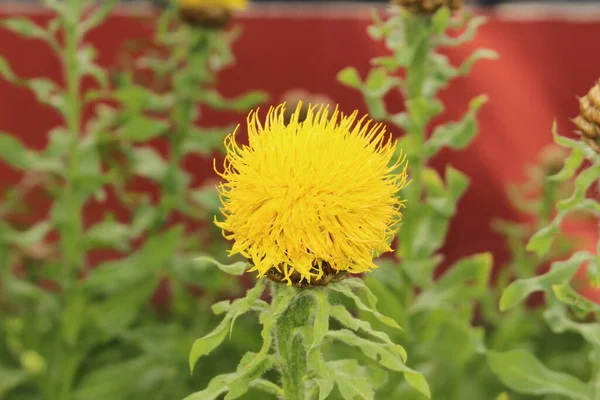 Fiore Giallo Giant Knapweed Fiore Cesto Armeno Innsbruck Austria Suo — Foto Stock