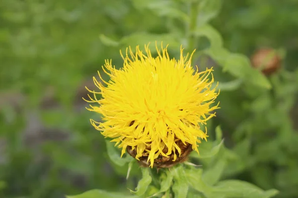 Sárga Óriás Knapweed Virág Vagy Örmény Kosárvirág Innsbruckban Ausztriában Tudományos — Stock Fotó