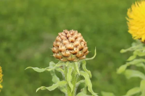 Cono Fiori Giallo Giant Knapweed Fiore Cesto Armeno Innsbruck Austria — Foto Stock