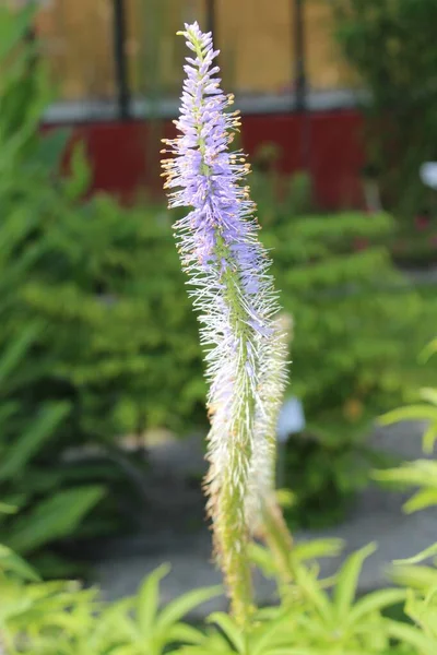 Culvers Root Flower Innsbruck Austria 학명은 캐나다와 미국에서 자생하는 Veronicastrum — 스톡 사진