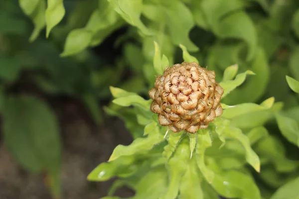 Cone Flor Amarelo Knapweed Gigante Flor Cesta Armênia Innsbruck Áustria — Fotografia de Stock