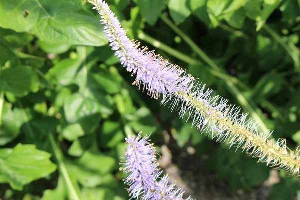 Blue Culver Root Flower Innsbruck Austria Its Scientific Name Veronicastrum — Stock Photo, Image