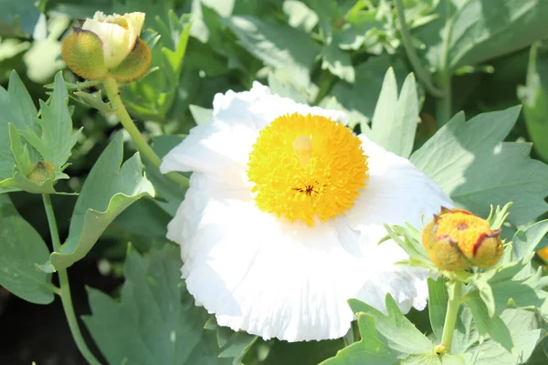 Amarelo Branco Californian Tree Poppy Coulters Matilija Poppy Flor Innsbruck — Fotografia de Stock