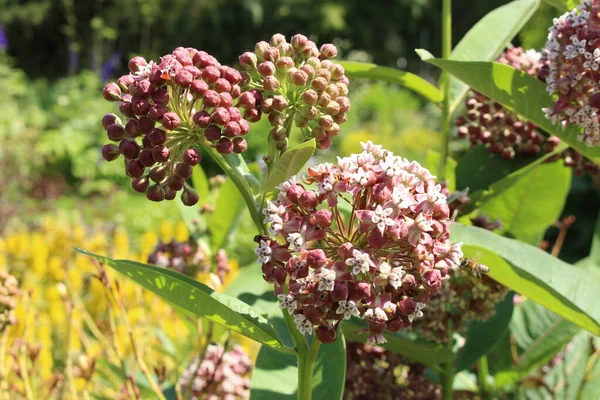 Common Milkweed Flowers Butterfly Flower Silkweed Silky Swallow Wort Virginia — Stock Photo, Image