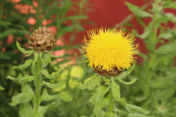 Fiore Giallo Giant Knapweed Fiore Cesto Armeno Innsbruck Austria Suo — Foto Stock