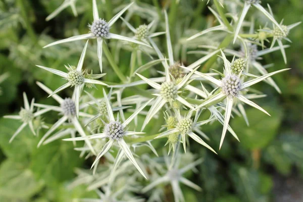 Зеленое Пряное Растение Море Холли Австрии Научное Название Eryngium Variifolium — стоковое фото