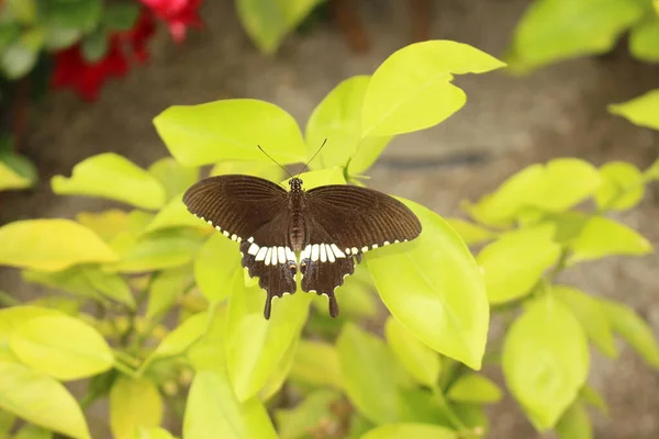 Borboleta Preta Listrada Branca Mórmon Comum Innsbruck Áustria Seu Nome — Fotografia de Stock