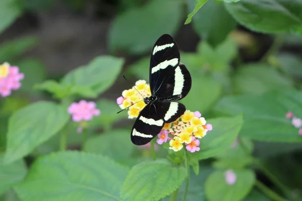 ขาวลายแดงและด Hewitsons Longwing Innsbruck ออสเตร อทางว ทยาศาสตร ของม Heliconius Hewitsoni — ภาพถ่ายสต็อก