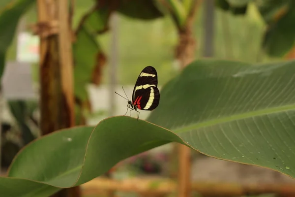 Branco Listrado Vermelho Preto Hewitsons Longwing Borboleta Innsbruck Áustria Seu — Fotografia de Stock