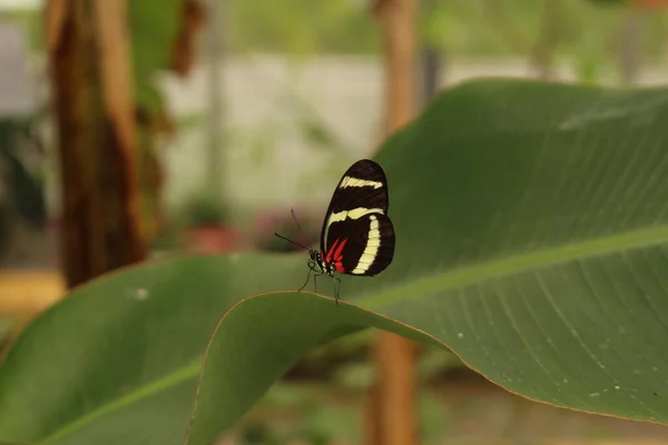 Branco Listrado Vermelho Preto Hewitsons Longwing Borboleta Innsbruck Áustria Seu — Fotografia de Stock