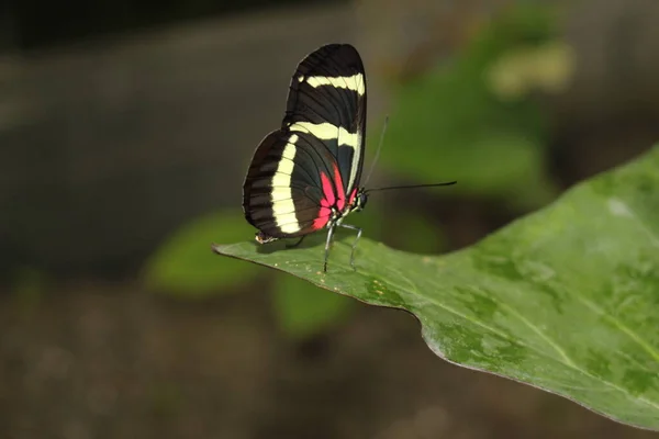 Papillon Hewitsons Longwing Blanc Rayé Rouge Noir Innsbruck Autriche Son — Photo
