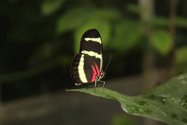 オーストリア インスブルックの白い縞模様の赤と黒の ヒューイツソン ロングウィング 学名はHeliconius Hewitsoniで コスタリカとパナマ原産です — ストック写真