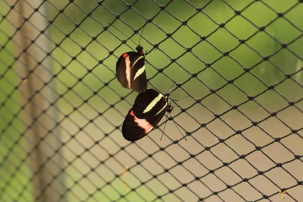 Avusturya Innsbruck Beyaz Çizgili Kırmızı Siyah Hewitsons Longwing Kelebeği Bilimsel — Stok fotoğraf