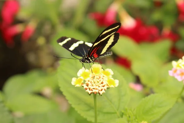 Papillon Hewitsons Longwing Blanc Rayé Rouge Noir Innsbruck Autriche Son — Photo