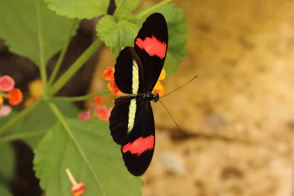 オーストリアのインスブルックにあるピンクと白の縞模様の黒い コモンポストマン またはポストマン蝶 学名はHeliconius Melpomeneで メキシコから南アメリカ北部に自生します — ストック写真