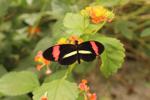 Borboleta Preta Listrada Rosa Branca Common Postman Borboleta Postman Innsbruck — Fotografia de Stock