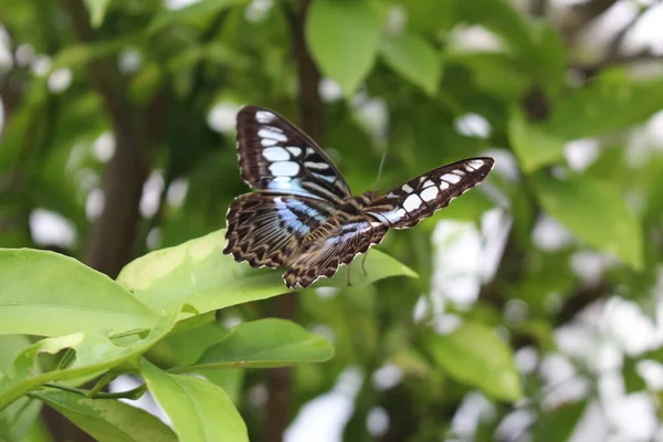 Papillon Bleu Clipper Innsbruck Autriche Son Nom Scientifique Est Parthenos — Photo