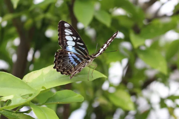 Синяя Бабочка Клиппер Инсбруке Австрия Научное Название Парфенос Сильвия Уроженец — стоковое фото