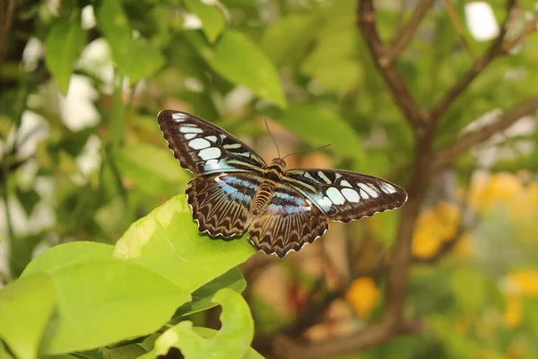 Borboleta Azul Clipper Innsbruck Áustria Seu Nome Científico Parthenos Sylvia — Fotografia de Stock