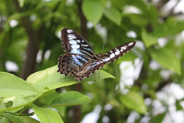 Blue Clipper Butterfly Innsbruck Austria Its Scientific Name Parthenos Sylvia — Stock Photo, Image