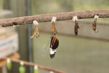 Avusturya 'nın Innsbruck şehrinde beyaz çizgili siyah 