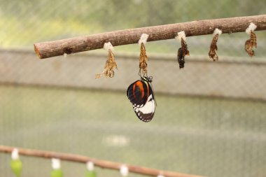 Avusturya 'nın Innsbruck şehrinde beyaz çizgili siyah 