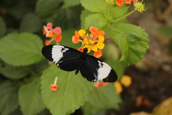 Λευκή Ριγέ Μαύρη Πεταλούδα Cydno Longwing Στο Ίνσμπρουκ Της Αυστρίας — Φωτογραφία Αρχείου