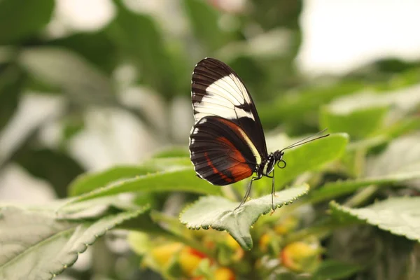 Fehér Csíkos Fekete Cydno Longwing Pillangó Innsbruck Ausztria Tudományos Neve — Stock Fotó