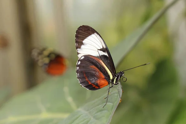 Белая Полосатая Чёрная Бабочка Cydno Longwing Инсбруке Австрия Научное Название — стоковое фото