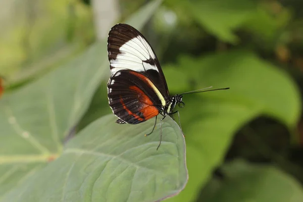 オーストリアのインスブルックで白い縞模様の黒い Cydno Longwing 学名はHeliconius Cydnoで メキシコから南アメリカ北部に自生します — ストック写真