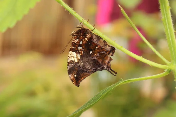 Mariposa Color Plateado Cola Jazzy Leafwing Leafwing Mármol Silver Studded — Foto de Stock