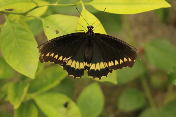 Goudgestreepte Zwarte Gold Rim Swallowtail Vlinder Polydamas Swallowtail Innsbruck Oostenrijk — Stockfoto