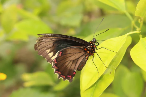 Golden Striped Black Gold Rim Swallowtail Butterfly Polydamas Swallowtail Innsbruck — Stock Photo, Image