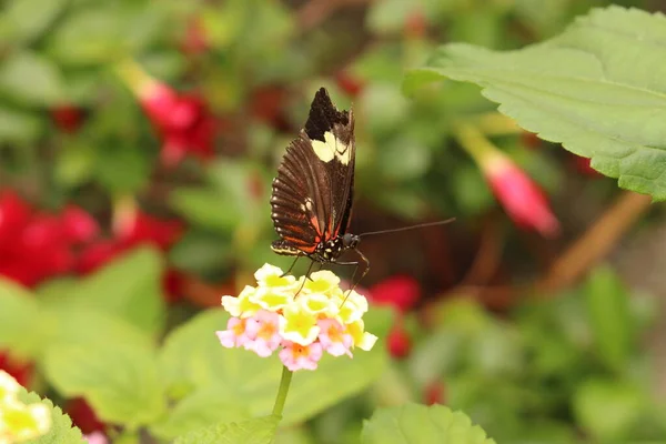 Rot Weiß Gestreifter Schwarzer Doris Longwing Schmetterling Oder Die Doris — Stockfoto