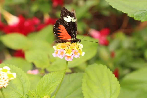 Red White Striped Black Doris Longwing Butterfly Doris Innsbruck Austria — Stock Photo, Image